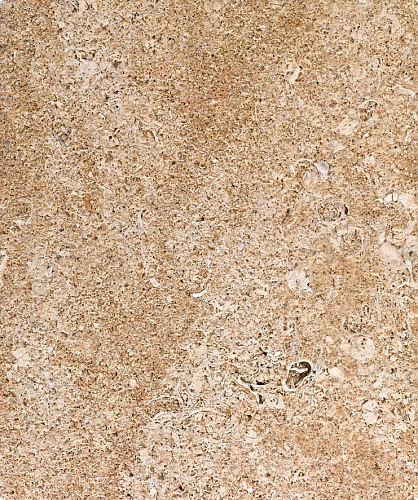 Облицовка Parthenos (RLD)_1 Облицовка Parthenos (RLD)_1